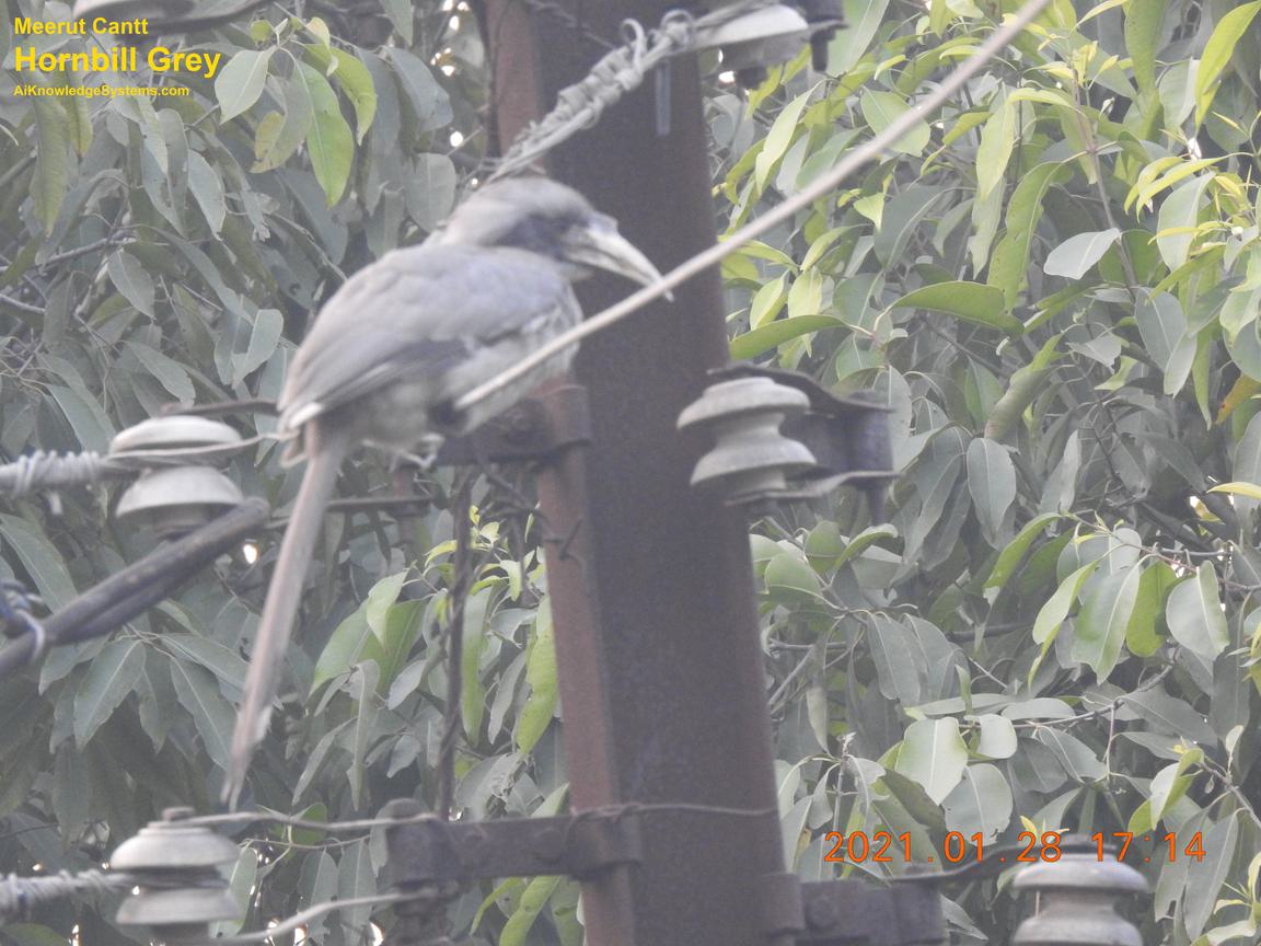 Hornbill Grey (27) Coming Soon